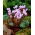 Cyklamen neapolitański - Cyclamen neapolitanum - 1 bulwa
