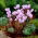 Cyklamen neapolitański - Cyclamen neapolitanum - 1 bulwa