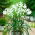Nerine Alba - 1 cebulka