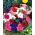 Petunia niska - mieszanka