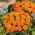 Aksamitka pełna niska Tangerine - pomarańczowa
