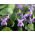 Fiołek Wonny ( Viola Odorata ) - 120 nasion