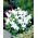 Platykodon, Rozwar wielkokwiatowy - White
