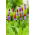 Pierwiosnek storczykowy - Primula vialii - sadzonka
