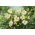 Liliowiec Arctic Snow