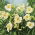 Liliowiec Arctic Snow