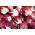 Cykoria sałatowa radicchio Palla Rossa 3 - 360 nasion