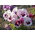 Bratek wielkokwiatowy Tutti Frutti - mieszanka - 240 nasion