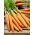 Marchew Berlikumer 2 - Perfekcja - późna - 100 gram - 85 000 nasion