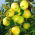 Jabłoń Golden Delicious - sadzonka XXL