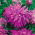 Aster chryzantemowy Ametyst - jasnolila