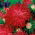 Aster chryzantemowy Flaming - czerwony