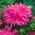 Aster chryzantemowy Pola - różowy