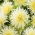 Aster igiełkowy Lemon - kremowy