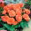 Begonia pełna - łososiowa - 2 szt.