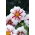 Dalia anemonowa Fire and Ice - 1 karpa