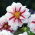 Dalia anemonowa Fire and Ice - 1 karpa