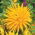 Dalia kaktusowa żółta - Dahlia cactus Yellow