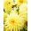 Dalia kaktusowa żółta - Dahlia cactus Yellow