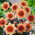 Dalia Sunshine - 1 karpa