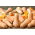 Dynia piżmowa Waltham Butternut