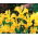 Irys holenderski - Golden Harvest - 10 sztuk