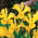 Irys holenderski - Golden Harvest - 10 sztuk