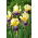 Kosaciec, Irys - Purple and Yellow - 1 kłącze