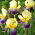Kosaciec, Irys - Purple and Yellow - 1 kłącze