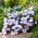 Krokus Blue Pearl - 10 cebulek
