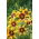 Lilia Yellow & Brown - 1 cebulka