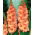 Gladiolus - Mieczyk Spic and Span - 5 cebulek