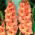Gladiolus - Mieczyk Spic and Span - 5 cebulek