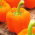 Papryka słodka Lamia - pomarańczowa, do uprawy w tunelach i gruncie