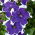 Petunia ogrodowa Iluzja - niebieska - 400 nasion