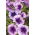 Petunia ogrodowa Tęcza - fioletowa - 400 nasion