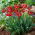 Tulipan Eye Catcher - opak. 5 szt.