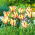 Tulipan Flaming Parrot - opak. 5 szt.