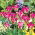 Tulipan Violet Bird - opak. 5 szt.