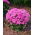 Żeniszek Pink Ball - różowy