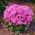 Żeniszek Pink Ball - różowy