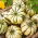 Dynia ozdobna Sweet Dumpling - 23 nasion