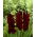 Gladiolus - Mieczyk Black Surprise - 5 cebulek