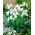 Irys holenderski White Excelsior - 10 cebulek