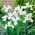 Irys holenderski White Excelsior - 10 cebulek