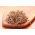 Nasiona na kiełki - Rzodkiewka CHINA ROSE - 100 g