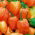 Papryka Habanero Orange - ostra, pomarańczowa