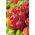 Papryka Habanero Red - ostra, czerwona