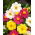 Dalia zmienna Mignon - 120 nasion