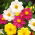 Dalia zmienna Mignon - 120 nasion